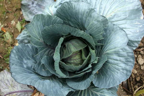 Cabbage — Stock Photo, Image