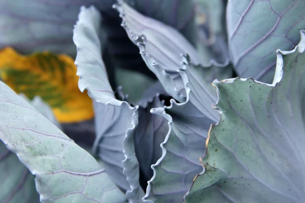 Cabbage — Stock Photo, Image