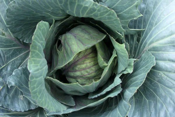 Cabbage — Stock Photo, Image