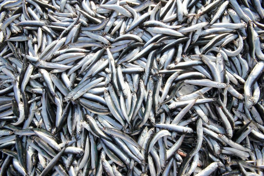 Anchovy — Stock Photo © reflex_safak 80640880