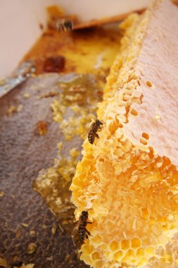 Arı peteği üzerinde