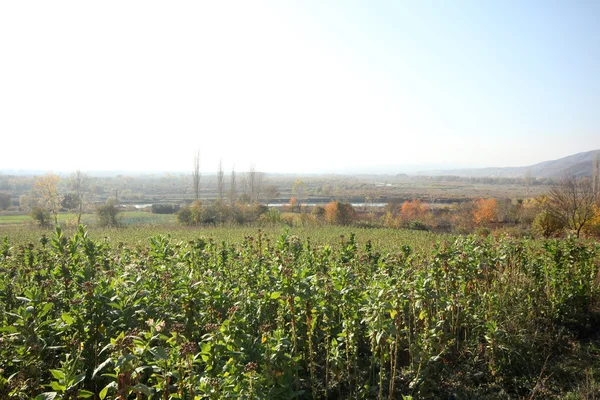 Campos de tabaco — Fotografia de Stock