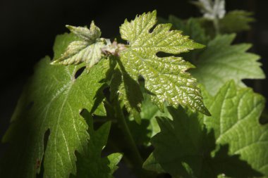 Sarmaşık Yaprağı