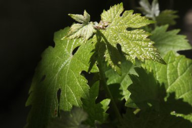 Sarmaşık Yaprağı