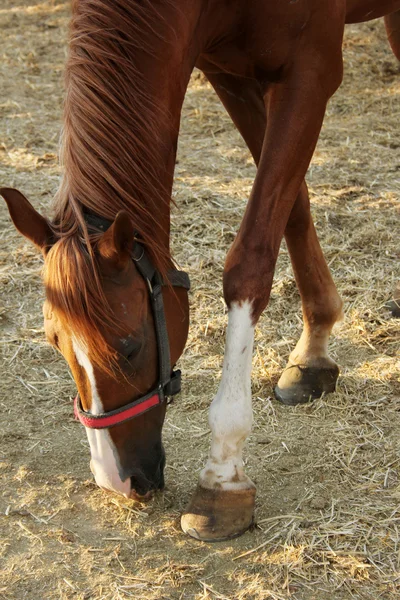 Horse — Stock Photo, Image