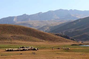 Sobucimen yaylalarında koyun çobanlığı, Alanya, Türkiye