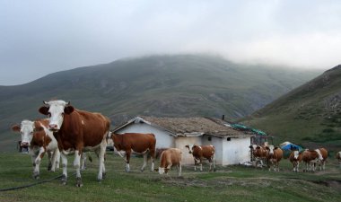 Dağlık arazide otlayan inekler.