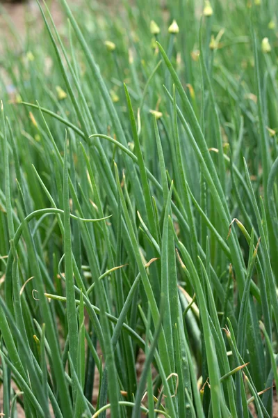 Grüne Zwiebel — Stockfoto