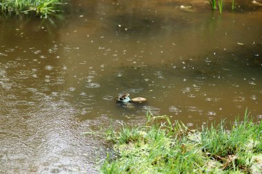 Sudaki kurbağa. Göletin yüzeyinde bir kurbağa..