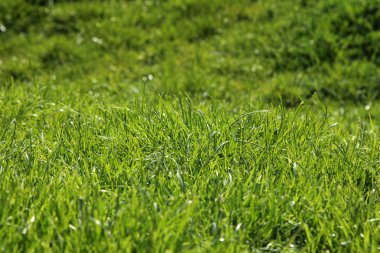 parlak yeşil çimen