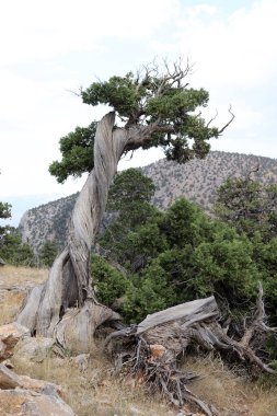 Ardıç ağacı gövdesi. Doğa arkaplanı.