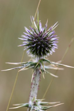 dikenler yaz günü doğada