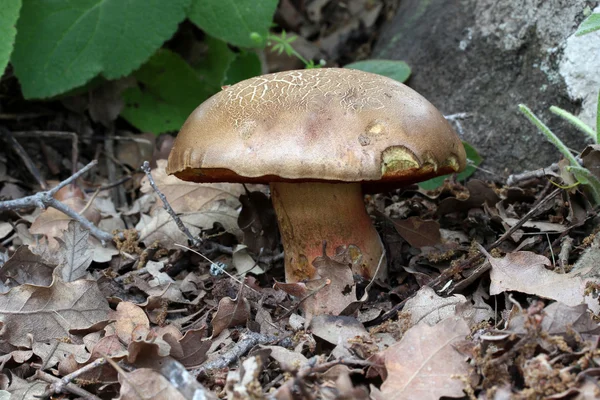 Cogumelo da floresta em musgo após a chuva de longa data bir — Fotografia de Stock