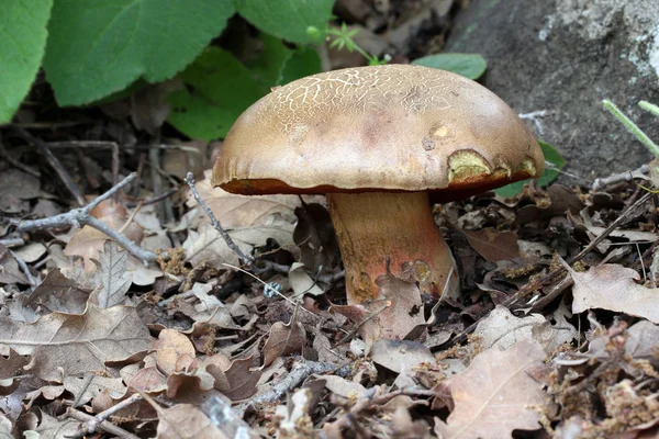 Forest mushroom in moss after bir longtime rain — Stock Photo, Image