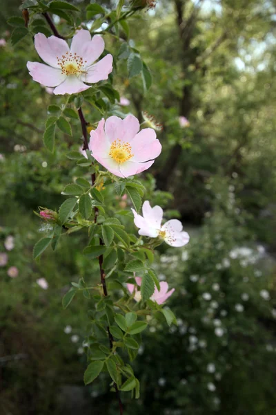Pink wild roses — Stock Photo, Image
