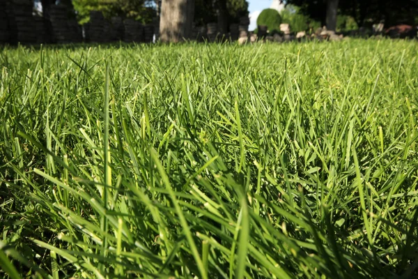 Grown green grass in the park — Stock Photo, Image