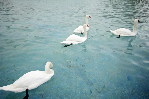 Swans floating in pool — Stock Photo, Image