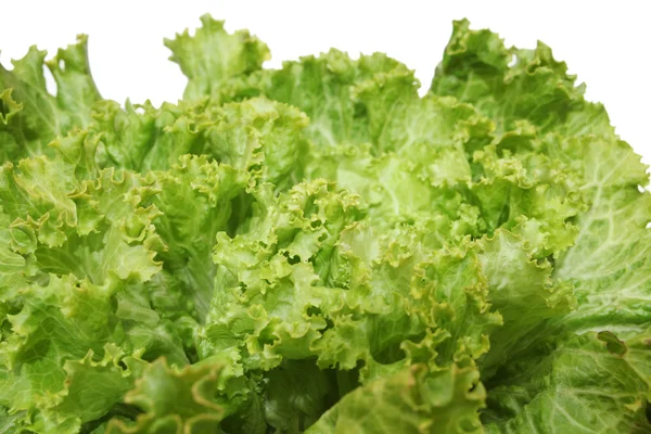 Lechuga aislada sobre fondo blanco — Foto de Stock