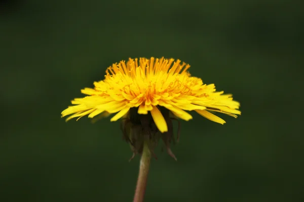 Flor de diente de león en un día de primavera —  Fotos de Stock