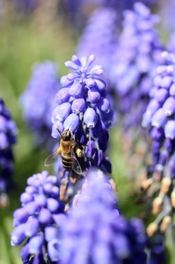 Mor sümbül ve arı