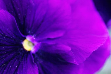 güzel mor menekşe arka plan