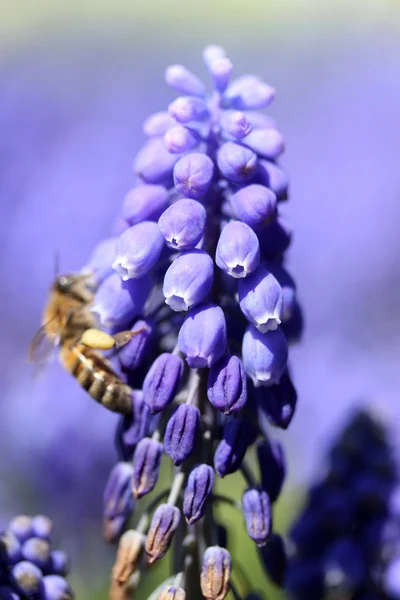 Paarse hyacinten en bee — Stockfoto