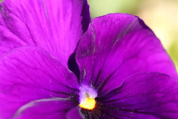 Mooie paarse violette achtergrond — Stockfoto
