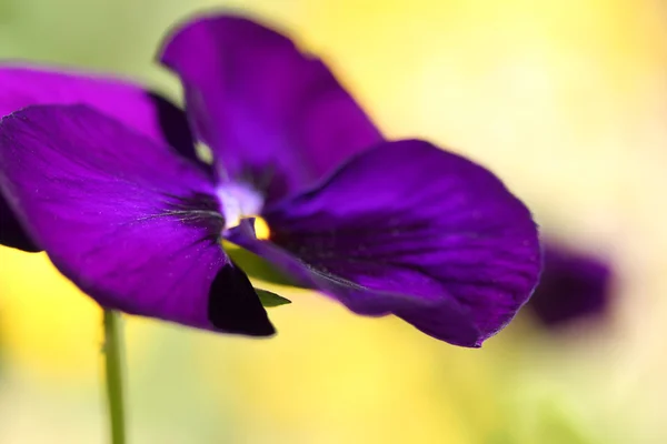 Mooie paarse violette achtergrond — Stockfoto