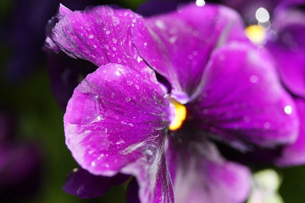 Mooie paarse violette achtergrond — Stockfoto