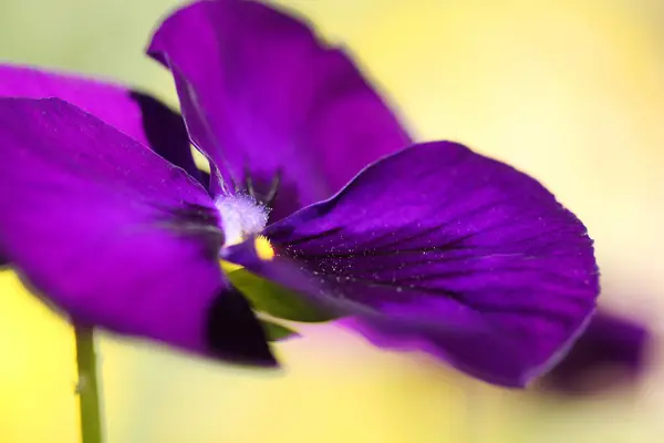 Paarse violette achtergrond — Stockfoto