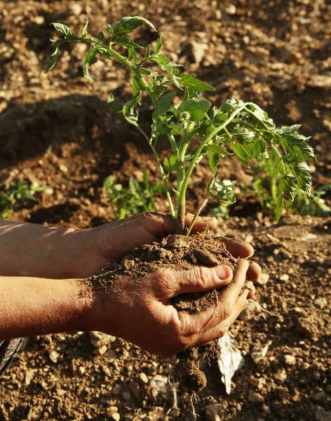 Mãos plantando mudas de tomate — Fotografia de Stock