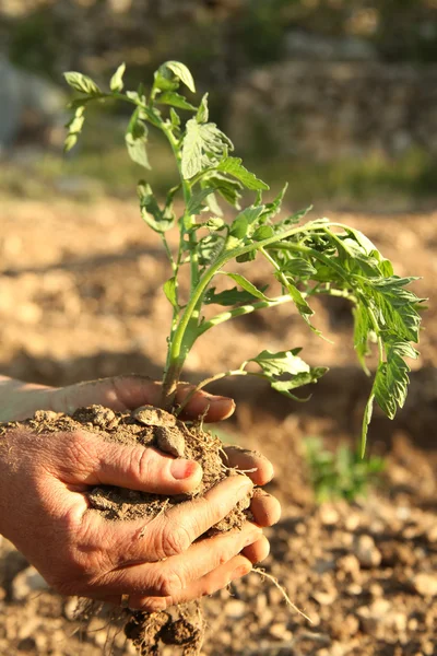 Mãos plantando mudas de tomate — Fotografia de Stock