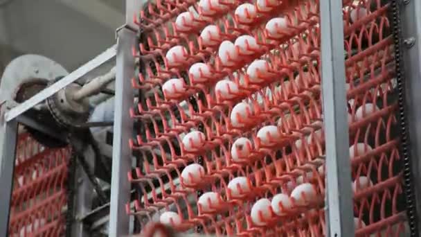 Fresh eggs on the conveyor belt — Stock Video