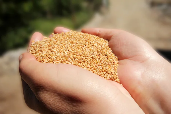 Fresh sesame seeds in the palm — Stock Photo, Image