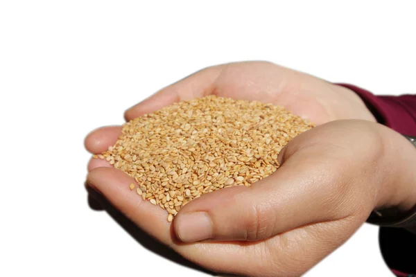 Fresh sesame seeds in the palm — Stock Photo, Image