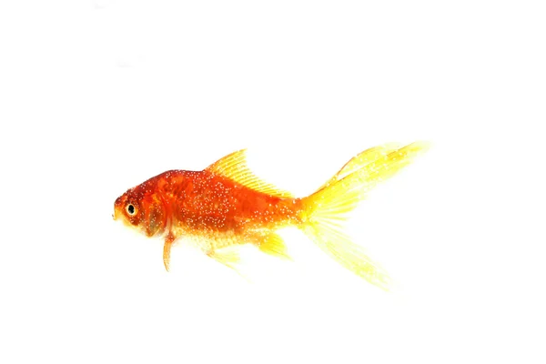 在白色背景上的金鱼 — 图库照片