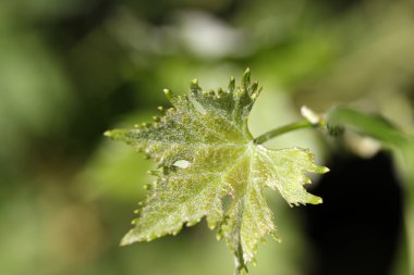 arka plan taze asma yaprakları