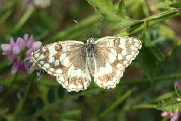 Large butterfly among the flowers — Stock Photo, Image