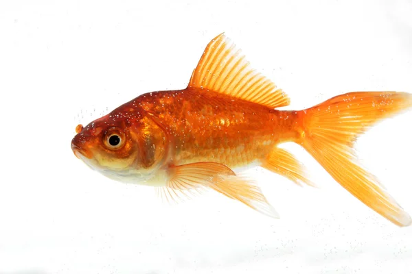 Złotą rybkę na białym tle — Zdjęcie stockowe