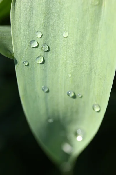 雨滴の葉 — ストック写真