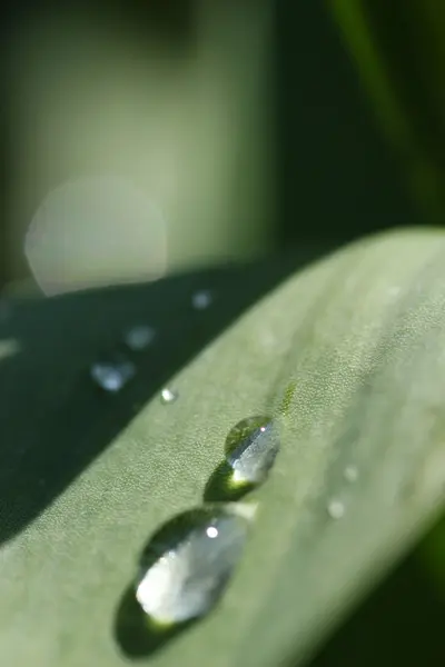 leaf with rain droplets