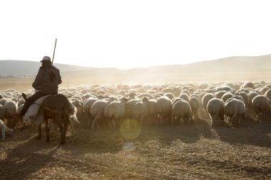 koyun ve çoban