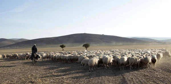 Ovelhas e pastores — Fotografia de Stock