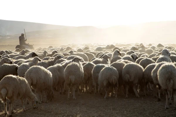 Pecore e pastori — Foto Stock
