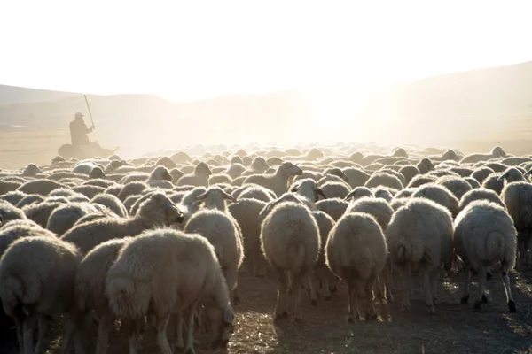 Schapen en herders — Stockfoto