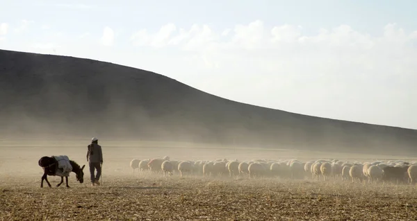 Schapen en herders — Stockfoto