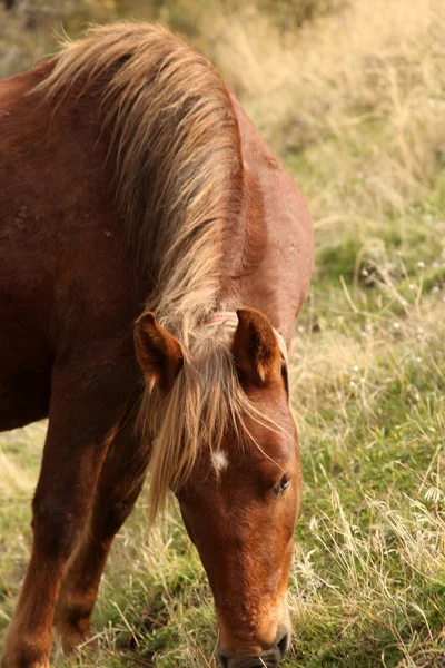 Pâturage de chevaux dans la prairie — Photo