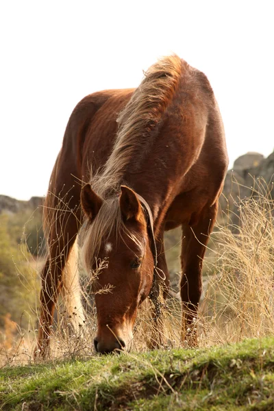 Häst betar på ängen — Stockfoto