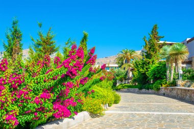 Parlak mor çiçeklerle açan begonviller.