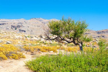 Rodos adasındaki dağ ve kayalarla kaplı vadi manzarası